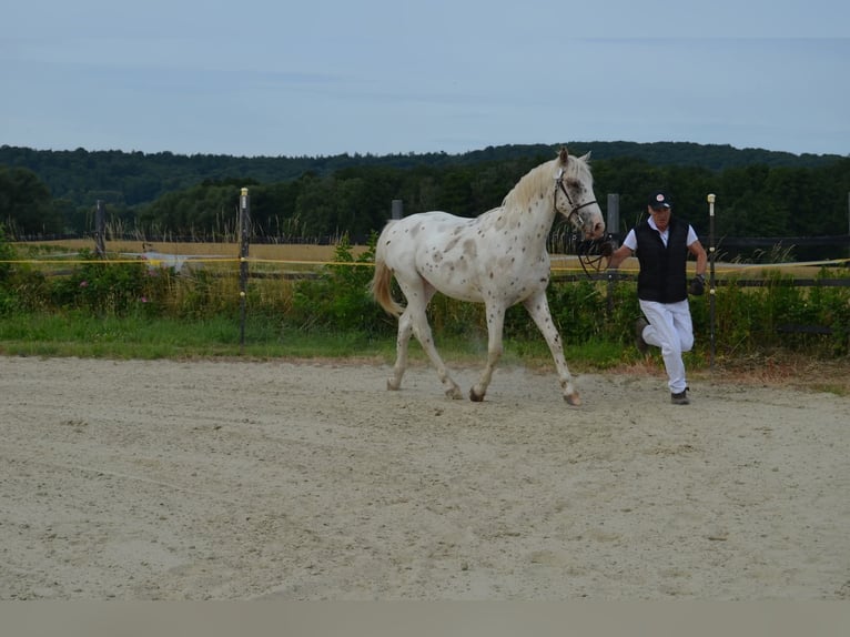 Knabstrup Ogier 2 lat 155 cm Tarantowata in Rehburg-Loccum