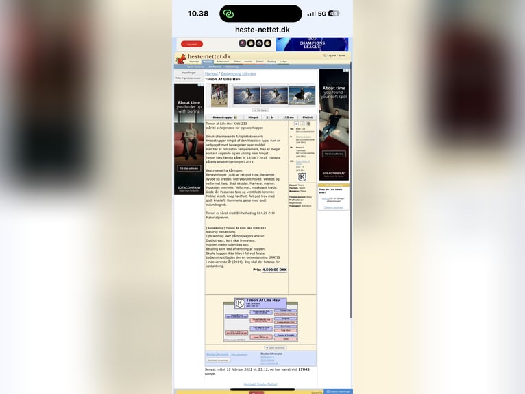 Knabstrup Ogier 2 lat 160 cm Tarantowata in Fredensborg