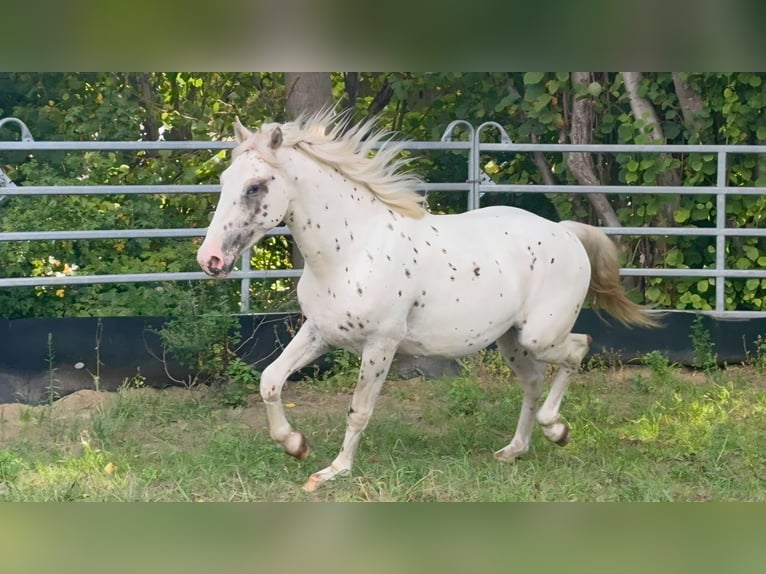 Knabstrup Ogier 2 lat 162 cm Tarantowata in Rehburg-Loccum