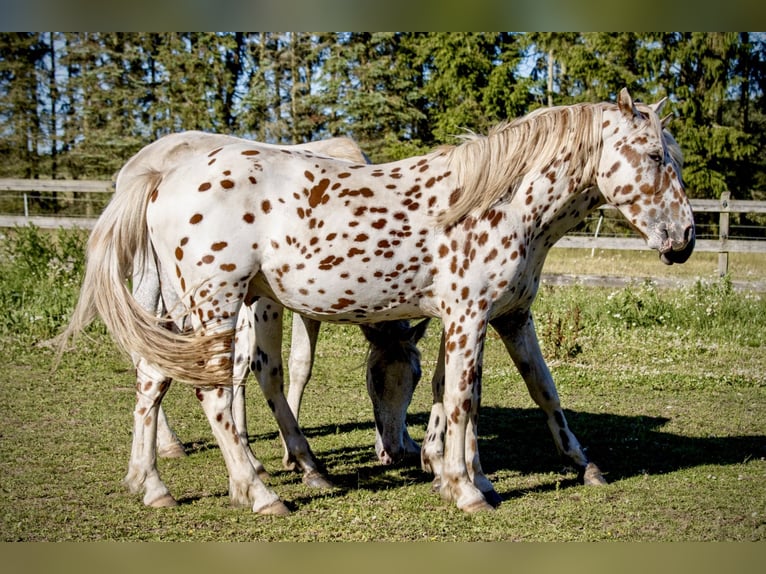Knabstrup Ogier 3 lat 154 cm Tarantowata in Fredensborg