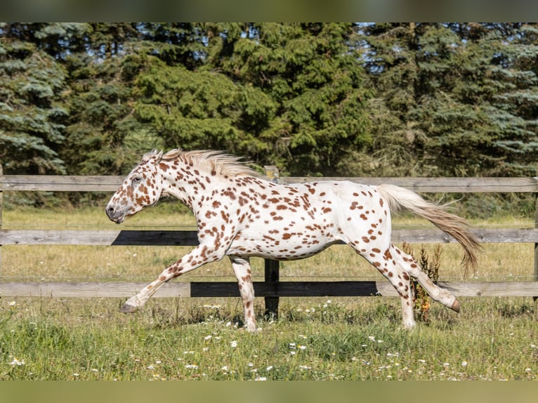 Knabstrup Ogier 3 lat 155 cm Tarantowata in Fredensborg