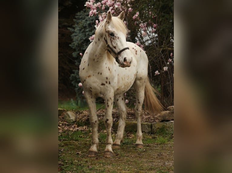 Knabstrup Ogier 3 lat 158 cm Tarantowata in Rehburg-Loccum Münchehagen
