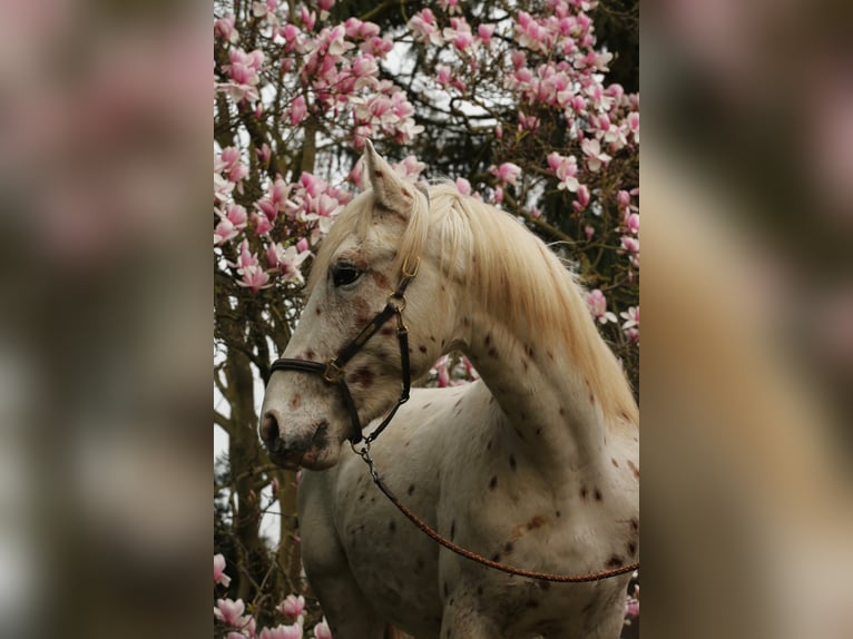 Knabstrup Ogier 3 lat 158 cm Tarantowata in Rehburg-Loccum Münchehagen