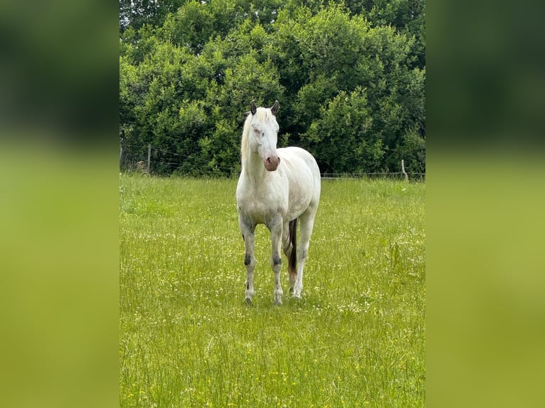 Knabstrup Ogier 4 lat 154 cm Biała in Mohrkirch