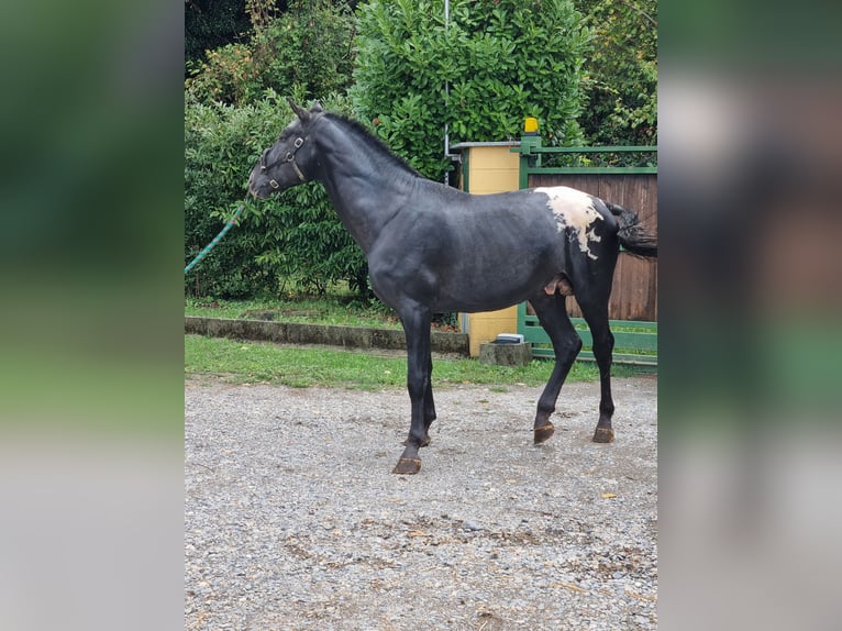 Knabstrup Ogier 5 lat 170 cm Kara in Mariano Comense