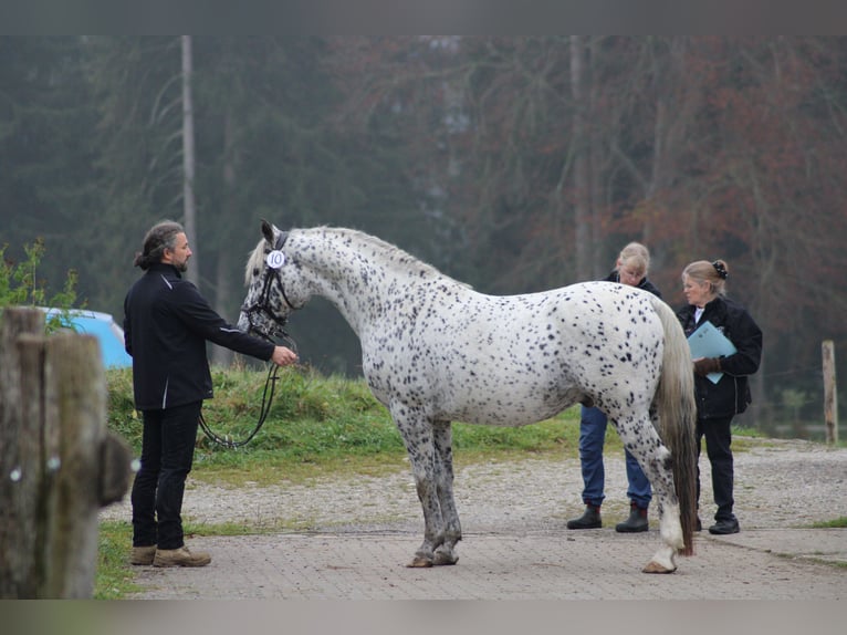 Knabstrup Ogier Tarantowata in Roßhaupten