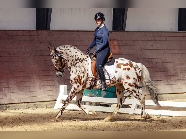 Knabstrup Ogier  148 cm Tarantowata in Bindslev