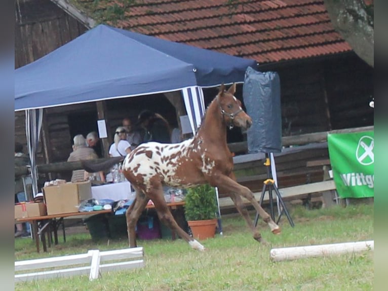 Knabstrup Ogier Źrebak (06/2024) 160 cm in Naila