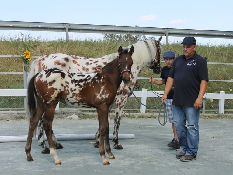 Knabstrup Ogier Źrebak (06/2024) 160 cm in Naila