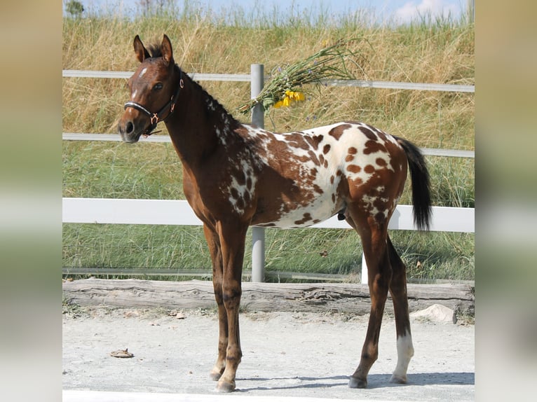 Knabstrup Ogier Źrebak (06/2024) 160 cm in Naila