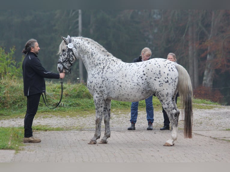 Knabstrup Ogier  160 cm Tarantowata in Roßhaupten