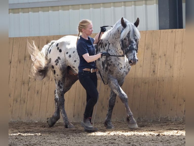 Knabstrup Stallion 10 years 15.1 hh Leopard-Piebald in Escheburg