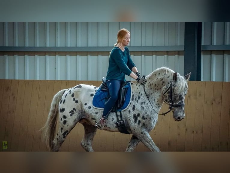 Knabstrup Stallion 10 years 15.1 hh Leopard-Piebald in Escheburg