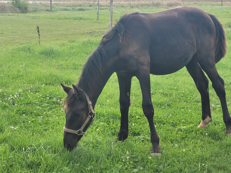 Knabstrup Stallion 1 year 13,2 hh Black in Windelsbach