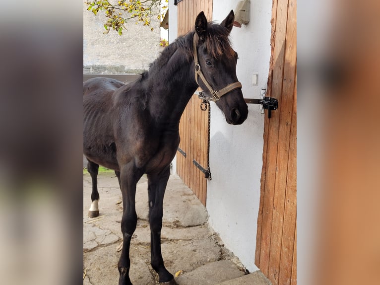 Knabstrup Stallion 1 year 13,2 hh Black in Windelsbach