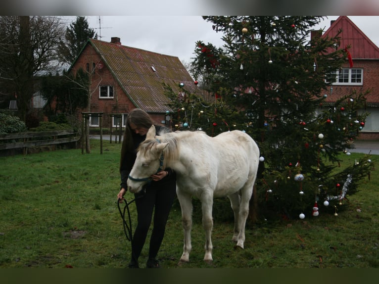 Knabstrup Stallion 1 year 13,2 hh Leopard-Piebald in Bark