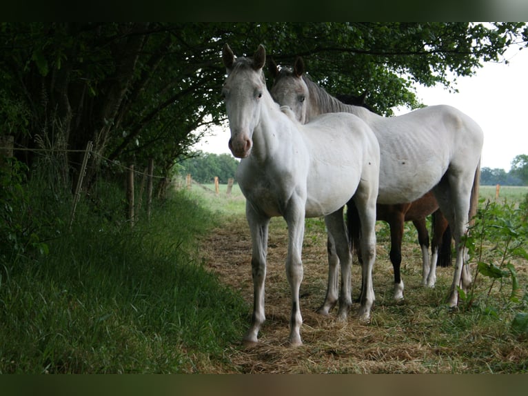 Knabstrup Stallion 1 year 13,2 hh Leopard-Piebald in Bark