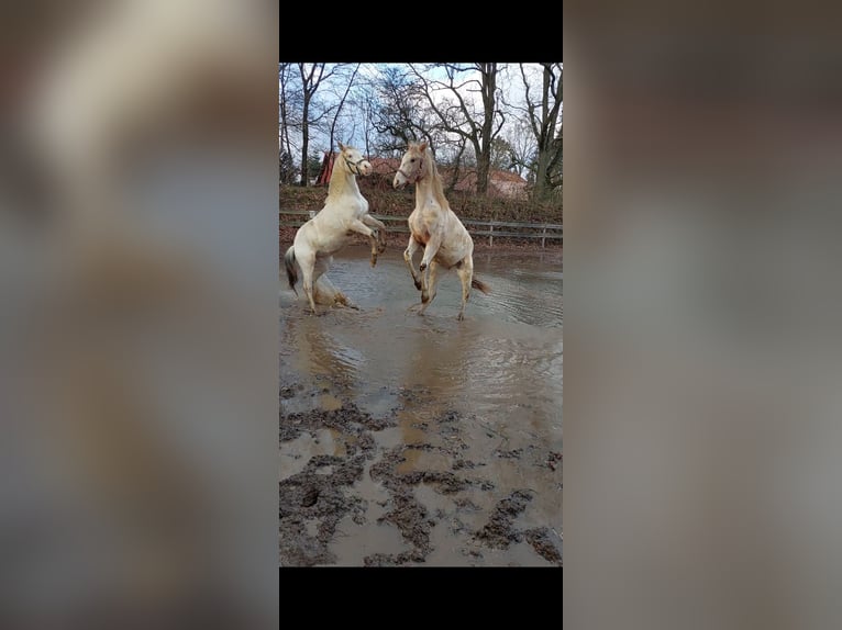 Knabstrup Stallion 1 year 13,2 hh Leopard-Piebald in Bark