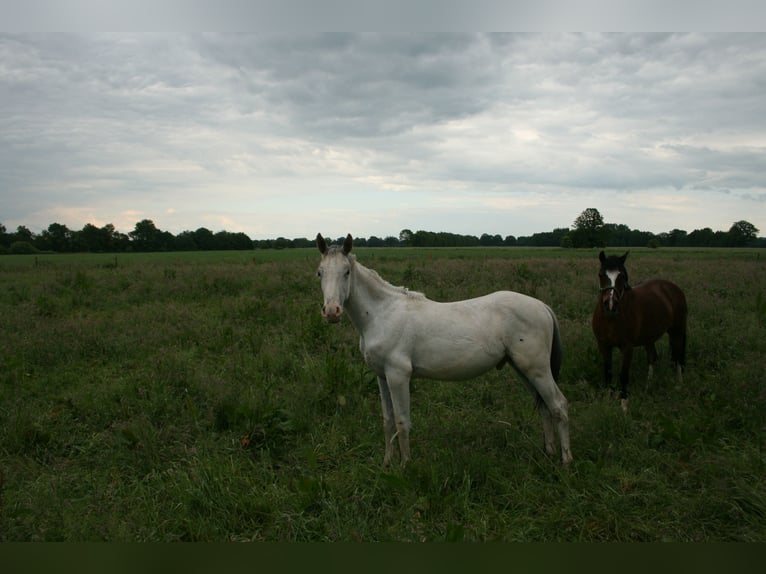 Knabstrup Stallion 1 year 13,2 hh Leopard-Piebald in Bark