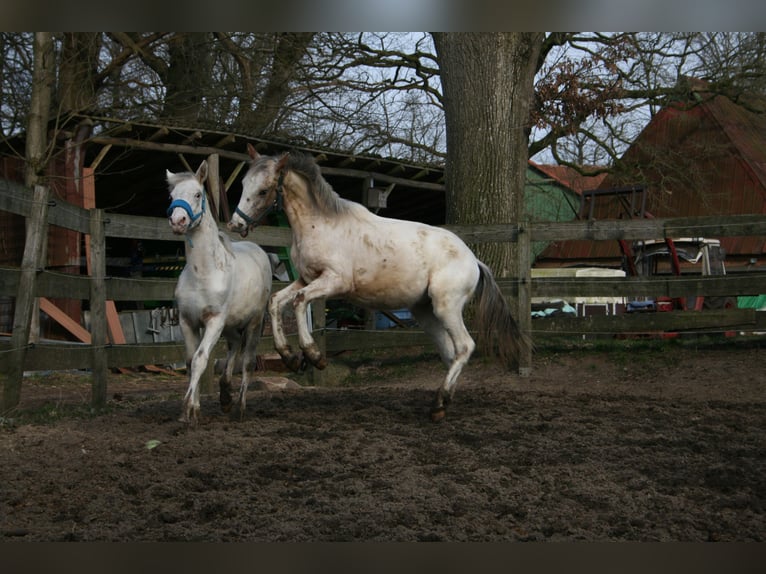 Knabstrup Stallion 1 year 13,2 hh Leopard-Piebald in Bark