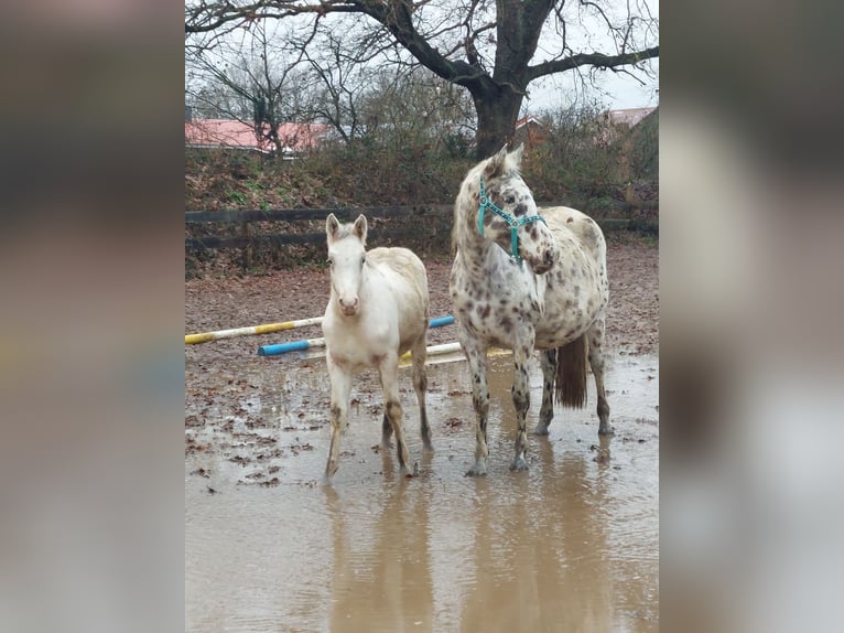 Knabstrup Stallion 1 year 13,2 hh Leopard-Piebald in Bark