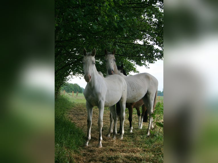 Knabstrup Stallion 1 year 13,2 hh Leopard-Piebald in Bark