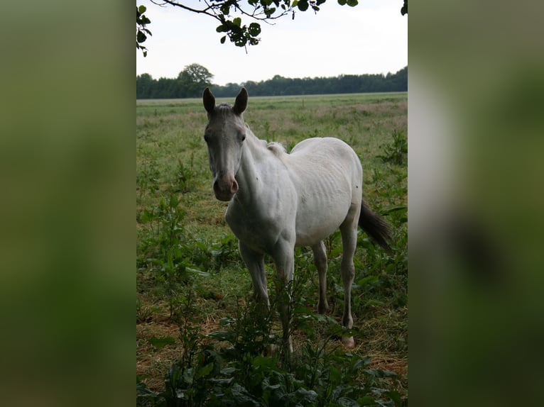 Knabstrup Stallion 1 year 13,2 hh Leopard-Piebald in Bark