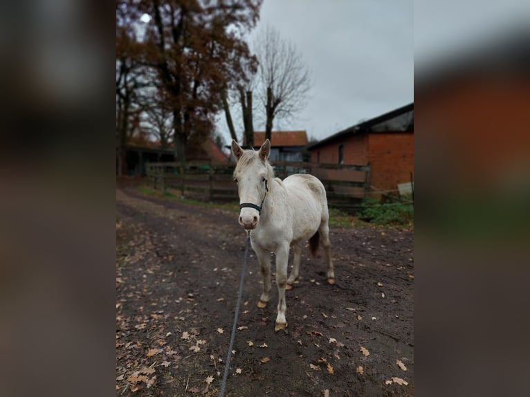 Knabstrup Stallion 1 year 13,2 hh Leopard-Piebald in Bark