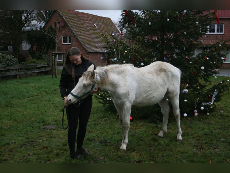 Knabstrup Stallion 1 year 13,2 hh Leopard-Piebald in Bark