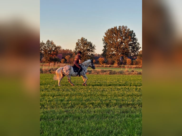 Knabstrup Stallion 1 year 13,2 hh Leopard-Piebald in Bark