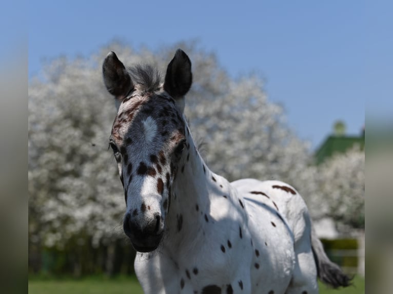 Knabstrup Stallion 1 year 14,2 hh Leopard-Piebald in Reichenwalde