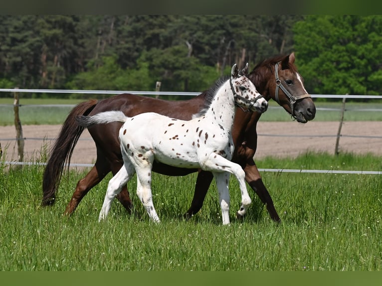 Knabstrup Stallion 1 year 14,2 hh Leopard-Piebald in Reichenwalde