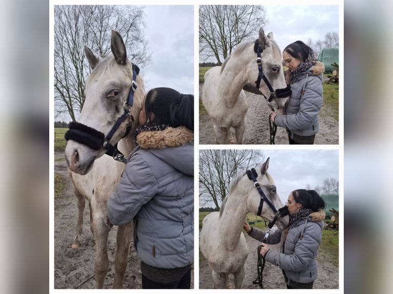 Knabstrup Stallion 1 year 14,2 hh Leopard-Piebald in Moormerland