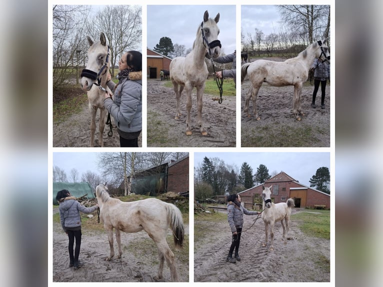 Knabstrup Stallion 1 year 14,2 hh Leopard-Piebald in Moormerland