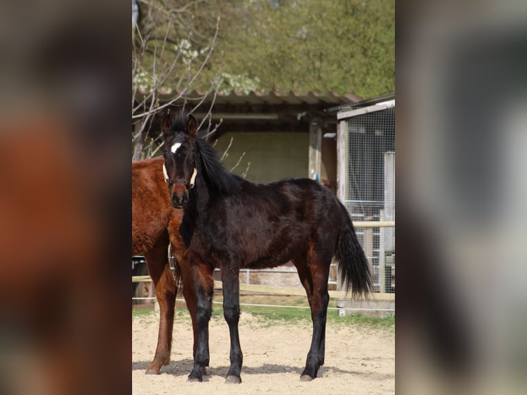Knabstrup Stallion 1 year 15.1 hh Bay-Dark in Ulrichstein