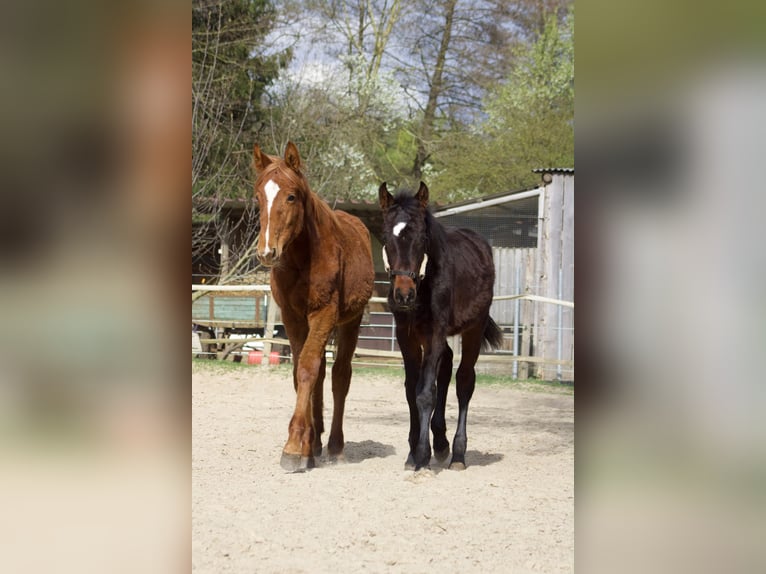 Knabstrup Stallion 1 year 15.1 hh Bay-Dark in Ulrichstein