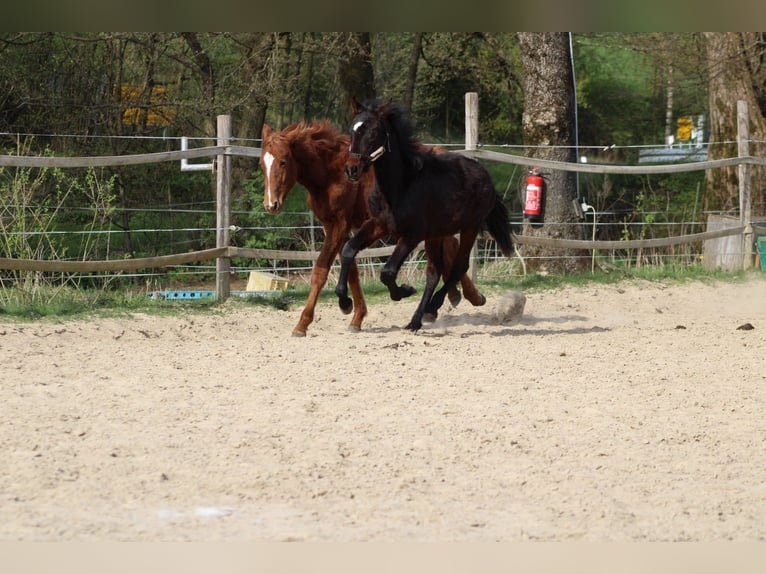 Knabstrup Stallion 1 year 15.1 hh Bay-Dark in Ulrichstein