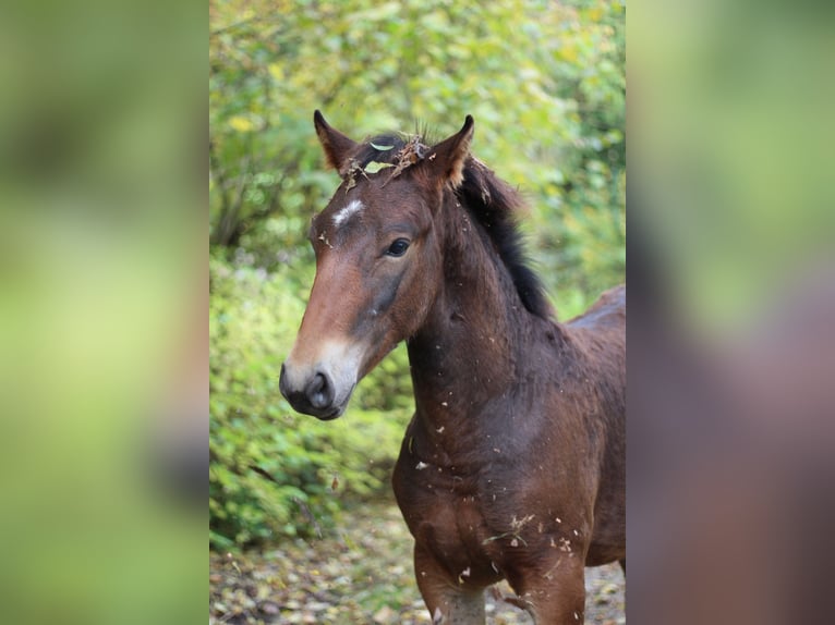 Knabstrup Stallion 1 year 15.1 hh Brown in Roßhaupten