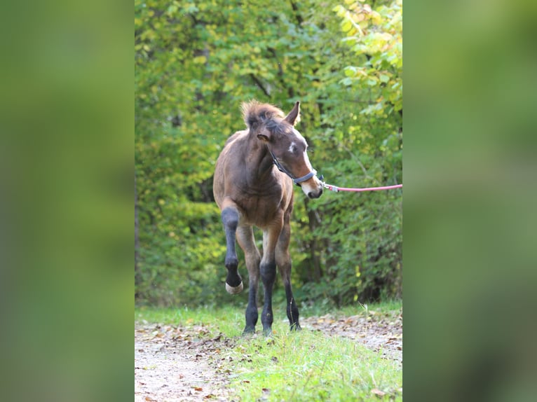 Knabstrup Stallion 1 year 15.1 hh Brown in Roßhaupten