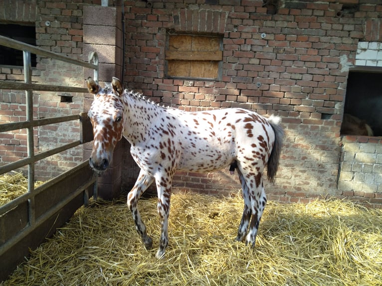 Knabstrup Stallion 1 year 15,1 hh Leopard-Piebald in Bad Essen