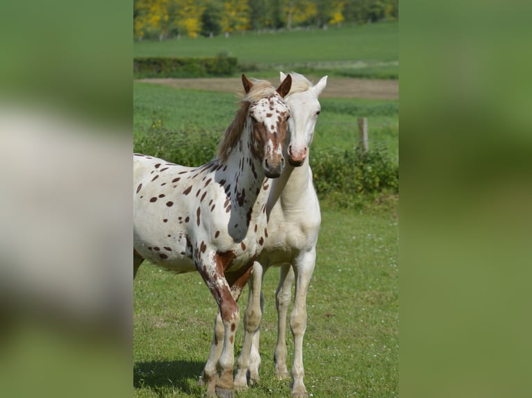 Knabstrup Mix Stallion 1 year 15,2 hh White in Weiler