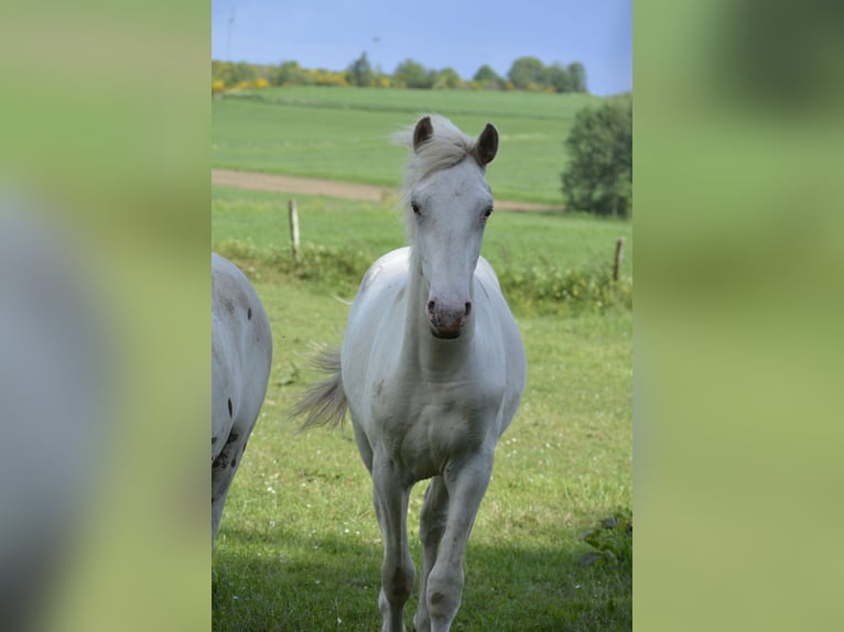 Knabstrup Mix Stallion 1 year 15,2 hh White in Weiler