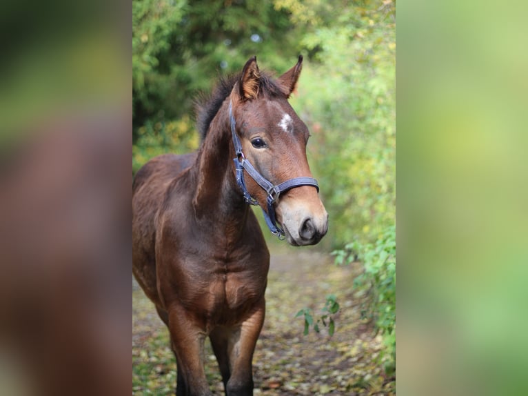 Knabstrup Stallion 1 year 15,1 hh Brown in Roßhaupten