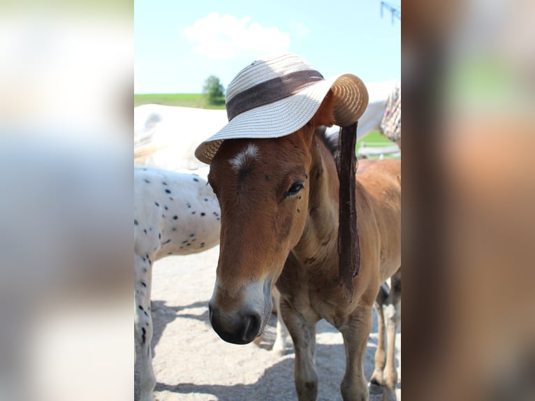 Knabstrup Stallion 1 year 15,1 hh Brown in Roßhaupten