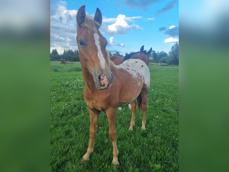 Knabstrup Mix Stallion 1 year 15,1 hh Leopard-Piebald in Utzedel