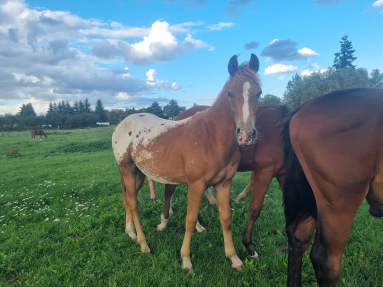 Knabstrup Mix Stallion 1 year 15,1 hh Leopard-Piebald in Utzedel