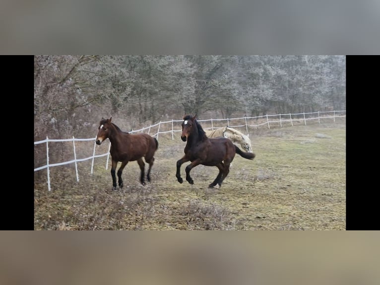 Knabstrup Stallion 1 year 15,2 hh Brown in Berndorf