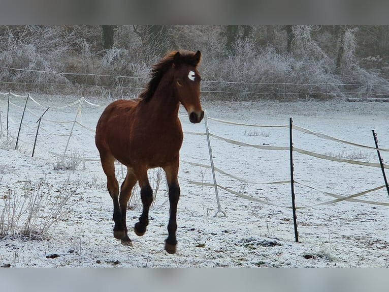 Knabstrup Stallion 1 year 15,2 hh Brown in Berndorf