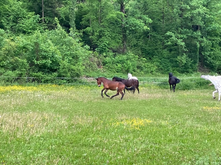 Knabstrup Stallion 1 year 15,2 hh Brown in Berndorf