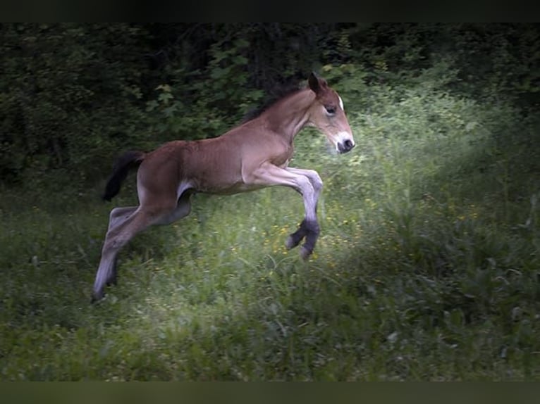 Knabstrup Stallion 1 year 15,2 hh Brown in Berndorf